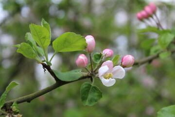 Obraz premium Apple tree blossom photo