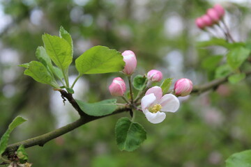 Apple tree blossom photo