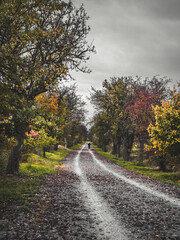 Obraz premium Road in autumn forest