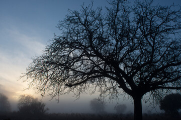 Silueta de árbol otoñal al amanecer con niebla
