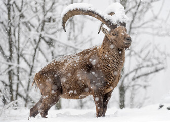 Old ibex male at the edge of the woodland under snowflakes (Capra ibex)