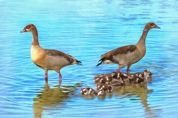 Egyptian goose, Alopochen aegyptiacus, Tanzania East Africa.