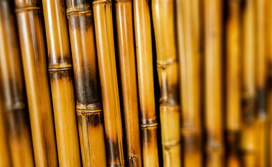 Dry bamboo stalk wall close-up