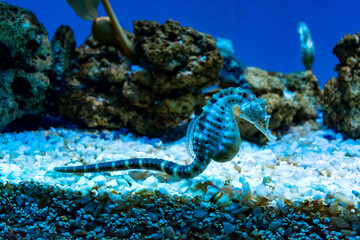 Italy, Liguria, Genova - 4 July 2020 - A gorgeous pot-bellied seahorse at the Genoa aquarium © Stefano