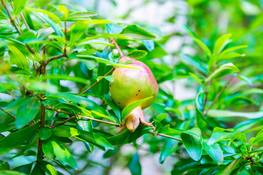half ripe pomegranate in between leaves
