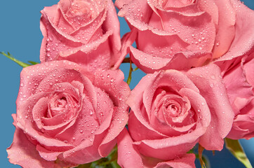 Pink roses with drops of dew on a blue background. The view from the top . The concept of Valentine's Day