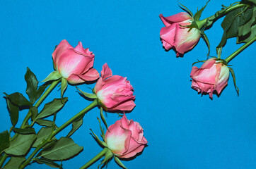 Pink roses on a blue background, a place to copy. Flat lay. The concept of Valentine's Day