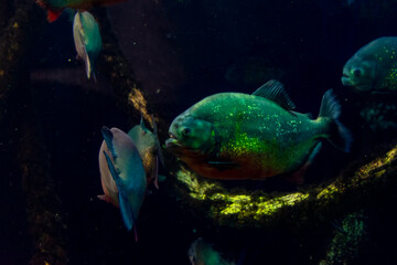 Italy, Liguria, Genova - 4 July 2020 - A beautiful red piranha swims in the aquarium