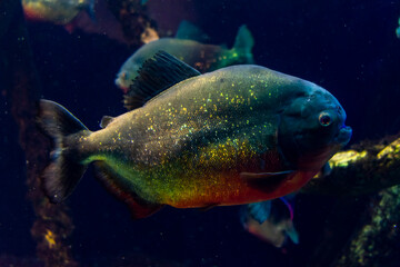 Italy, Liguria, Genova - 4 July 2020 - A fantastic specimen of red piranha