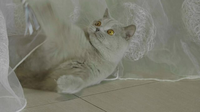Big fluffy and playful cat playing with a toy at home. Сat peeking out the curtains. Cat playing and hunting.Cat looking funny. 