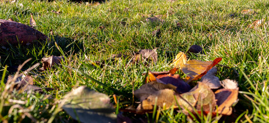 Fallen autumn leaves on green grass