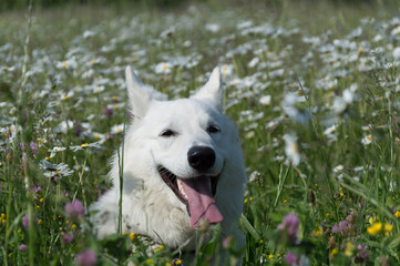 white shepherd sitting in meadow full of booling daisy