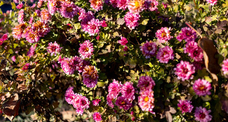 Purple flowers in late autumn