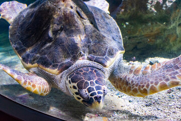 Italy, Liguria, Genova - 4 July 2020 - Close up view of a Loggerhead sea turtle