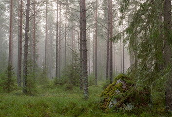 Pine and spruce tree in a foggy forest before the sunrise