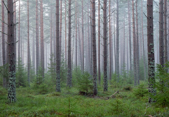 Pine and spruce tree in a foggy forest before the sunrise