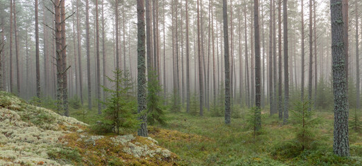 Pine and spruce tree in a foggy forest before the sunrise