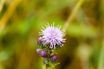 detail of pink lilac purple blooming thistle