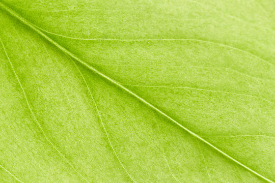 venature di una foglia