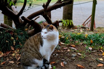 座る猫　キジトラ白　秋