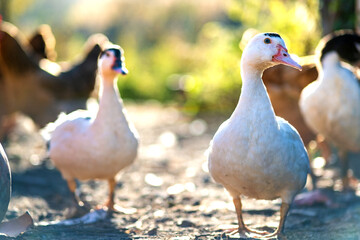 Ducks feed on traditional rural barnyard. Detail of a duck head. Close up of waterbird standing on barn yard. Free range poultry farming concept.