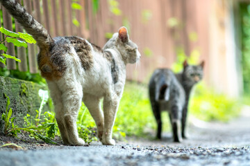 Twp gray and white striped cats walking along the street outdoors on summer day.