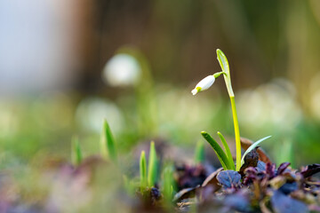 Close up view of small snowdrops flower growing among dry leaves in forest. First spring plants in woods.