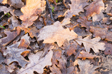 Faded wet oak leaves on the ground. Autumn foliage carpet. Close up of autumn leaves
