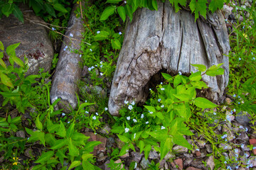Fallen log surrounded by wild forget me not flowers in a northern boreal forest. 