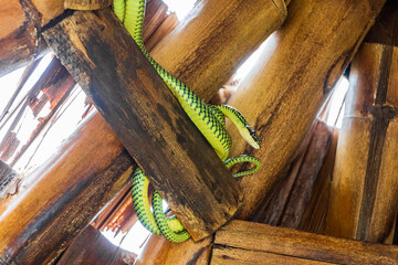 Snake in the bamboo roof on Koh Phangan in Thailand.