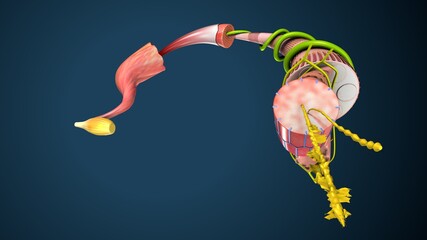 Obraz premium 3d illustration of human skeleton muscle tissue anatomy