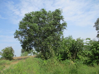 Wild grass looks beautiful with green and yellow leaves that grow in tropical places with clear skies