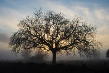 Fototapeta na wymiar Paisaje rural con árbol al amanecer con niebla en otoño