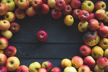 Assorted apples on black wooden background, natural light photo, top view