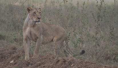 lioness looking alert on the hunt for prey in the wild nairobi national park, kenya. 