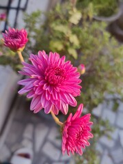 pink dahlia flower