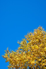 秋のオンネトー湖畔の紅葉（北海道・足寄町）