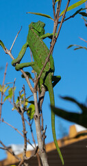 Chameleon on top of a tree waiting for insects in Andalusia, south Europe