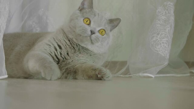 Big fluffy and playful cat playing with a toy at home. Сat peeking out the curtains. Cat playing and hunting.Cat looking funny. 