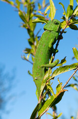 Long green chameleon grabbing a branch in the region of Andalusia in south Spain