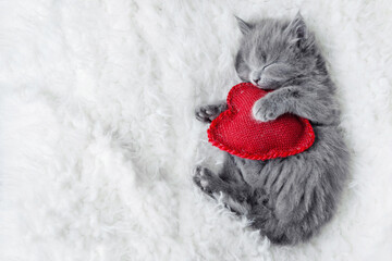 cute little gray fluffy kitten cat briton lies on a white blanket under his head pillow red heart,...