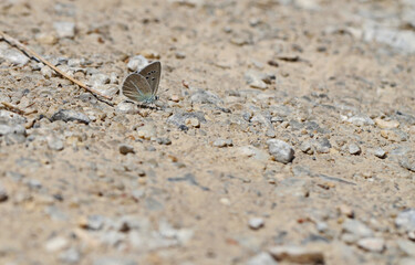 Multi-eyed butterfly Attalos Blue / Polyommatus schuriani attalaensis