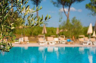 An olive tree with an empty hotel swimming pool in the background in Tuscany, Italy

