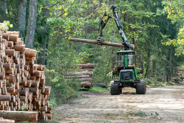 Loading logs on a truck trailer using a tractor loader with a grab crane. Transportation of coniferous logs to the sawmill. Deforestation and exploitation of nature. felling trees