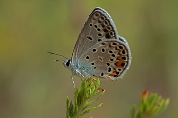 Fototapeta na wymiar Multi-eyed Silver Blue butterfly / Polyommatus loewii