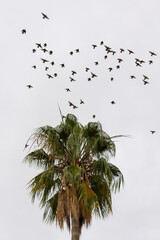 Flock of birds looking for shelter to spend the night in the palm tree with grey background