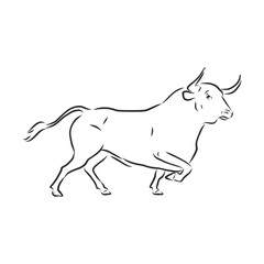 black and white linear paint draw bull vector illustration. bull vector sketch illustration