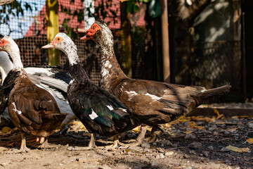 Domestic ducks raised for meat live in a special fenced area in the yard on the street. Fat country birds in a chicken coop. Waterfowl bred by humans various breeds of ducks