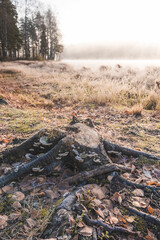 frost on the shore of a misty forest lake in late autumn