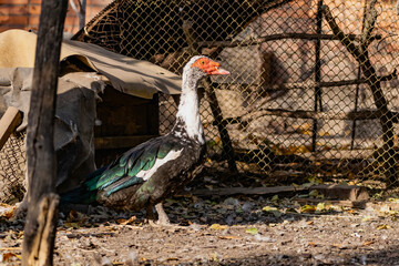Domestic ducks raised for meat live in a special fenced area in the yard on the street. Fat country birds in a chicken coop. Waterfowl bred by humans various breeds of ducks